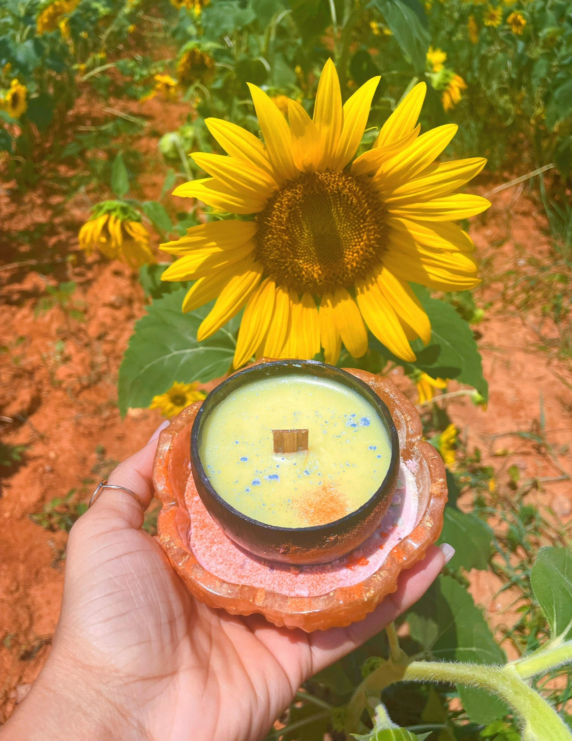 Sunflower